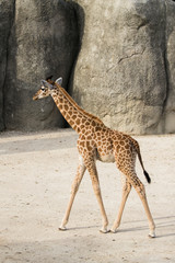 Girafon