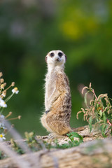 Suricata suricatta