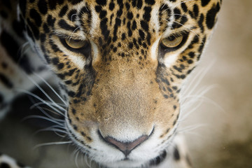 Fototapeta na wymiar Portrait de jaguar, panthéra onca