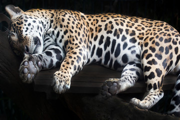 Obraz premium Portrait of a Jaguar.