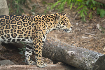 Fototapeta na wymiar Jaguar, panthera onca