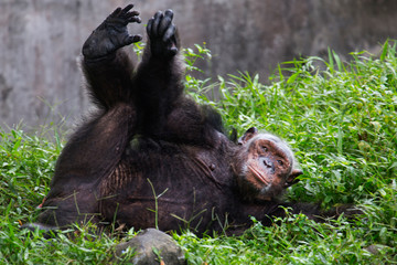 Playing Chimpanzee on the playground