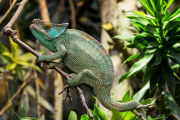 Caméléon panthère sur une branche
