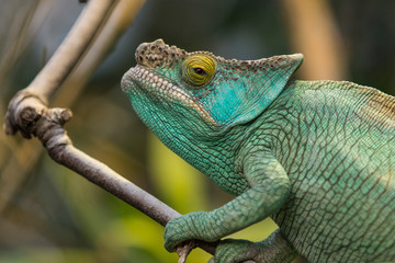 Caméléon panthère, furcifer pardalis