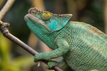 Fototapeta premium Caméléon panthère
