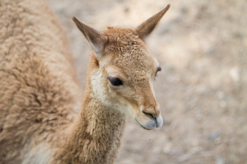 Fototapeta premium Jeune lama Guanaco