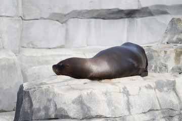 Otarie à crinière, Otaria flavescens