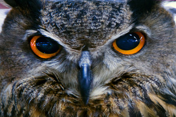 Black and white portrait owl with big yellow eyes