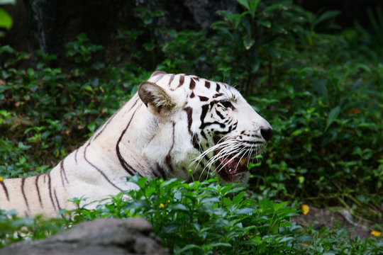 White Bengal Tiger in the zoo
