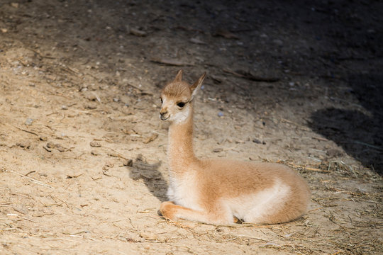 2 Best Bebe Lama Images Stock Photos Vectors Adobe Stock 2 Best Bebe Lama Images Stock Photos Vectors Adobe Stock