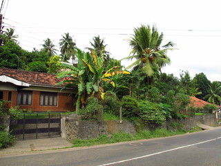 The pineapple plantation in the valliage, Sri Lanka