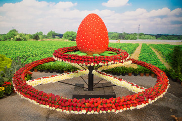 planta&ccedil;&atilde;o de morangos