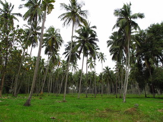 Obraz premium The pineapple plantation in the valliage, Sri Lanka