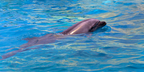 happy dolphin swimming pool fun