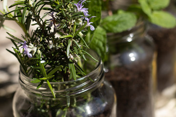 Jar Plant