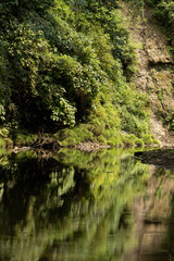 Fototapeta na wymiar 川に映り込む緑