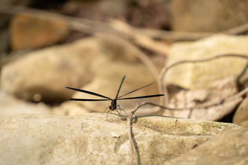 石に止まる黒い羽のトンボ
