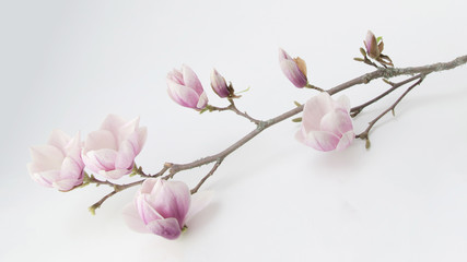 Wunderschöner blühender Magnolienzweig weiß isoliert - obrazy, fototapety, plakaty