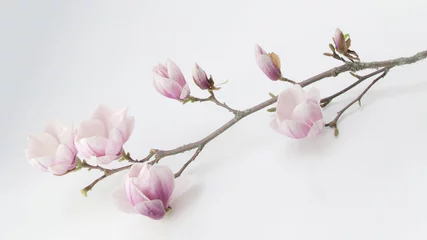 Gordijnen Wunderschöner blühender Magnolienzweig weiß isoliert © Corri Seizinger