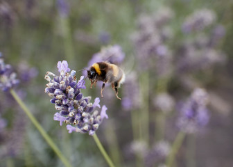 Bumble Bee mid-flight feeding at a lavender flower.