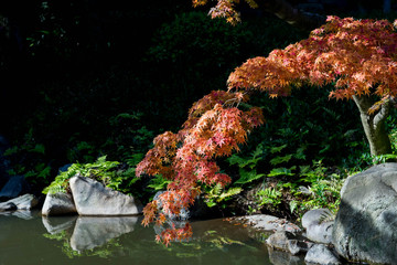 日本庭園の池と紅葉