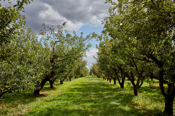A view down an apple orchard, with trees either side and dark clouds on a sunny day.