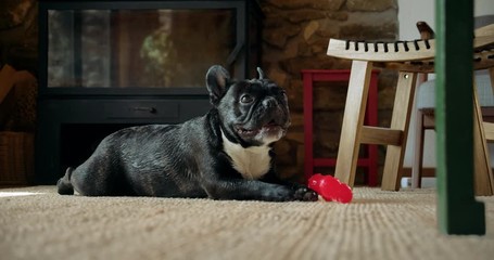 Cute playful french bulldog in living room