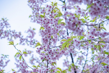 pink sakura blossom in japan