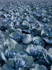 Fototapeta na wymiar Field of red cabbage Netherlands