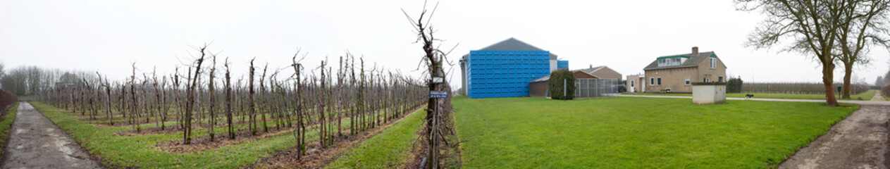 Horticultural farm. Netherlands panorama