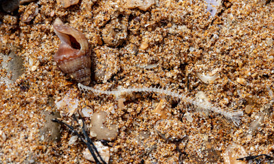 fish skeleton and dry flower in the sand