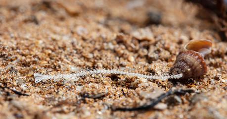 fish skeleton and dry flower in the sand