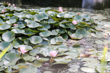Beautiful pink waterlily or lotus flower in pond. - Image