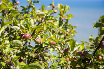 Apple tree growing wild on the cliffs above Eastbourne