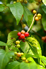Red cherry fruits on tree