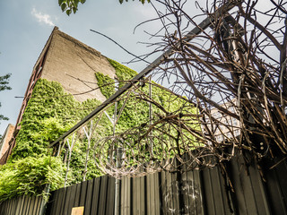 Ivy covered brick wall and weathered and rusted razor security barbed wire.