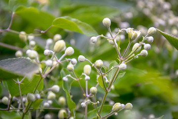 Branches of shrub with small unblown buds on greenery background. Close-up.