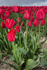 Fields of tulips. Growing bulbs. Spring Netherlands