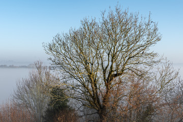 Bare tress in autumn mist near Shenington, Oxfordshire