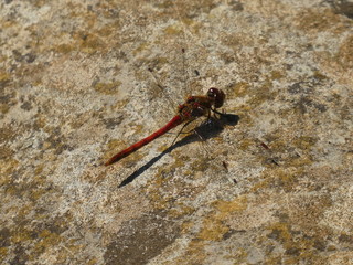 ruddy darter