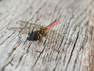 Dragonfly on wood background closeup