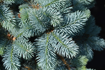 Naklejka na ściany i meble Dwarf Colorado blue spruce