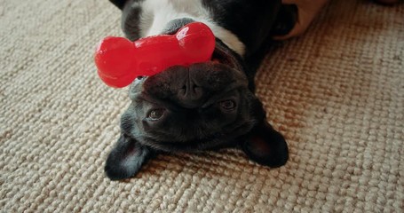 Cute playful french bulldog in living room
