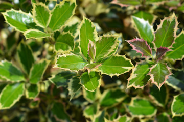 Fototapeta na wymiar Silver-marginated Holly leaves