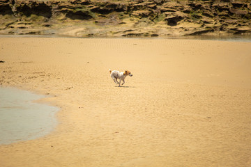 dog on the beach
