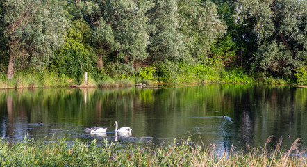 Naklejka na ściany i meble Swans on the pond in Dabie, Krakow, Poland