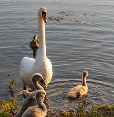 Swans on the pond in Dabie, Krakow, Poland
