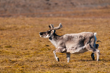 Reindeer in the hills of Barentsoya, Svalbard, Norway.