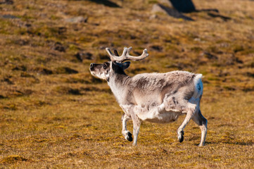 Reindeer in the hills of Barentsoya, Svalbard, Norway.