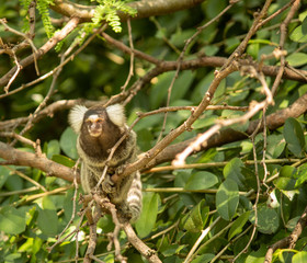 Naklejka premium tamarin